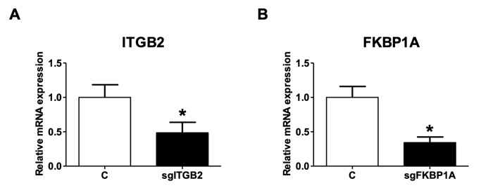 M2 대식세포에서 CRISPR/Cas9에 의한 ITGB2와 FKBP1A의 발현 억제 확인