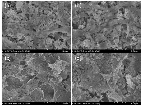 각 재료상에서 세포를 배양한 후 SEM을 이용하여 관찰한 모습. PZBS를 포함하여 모든 세포들이 다수의 cytoplasmic extension을 보이며 재료위에 적절히 부착되어 있는 양상이 관찰됨