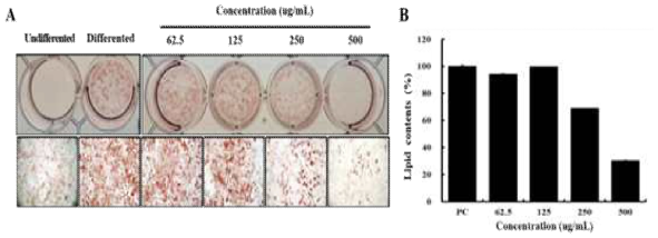 Effect of CTH extracts on 3T3-L1 preadipocyte differentiation