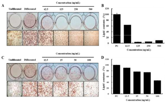 Effect of CTE extracts on 3T3-L1 preadipocyte differentiation