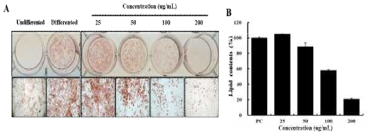 Effect of CTF extracts on 3T3-L1 preadipocyte differentiation