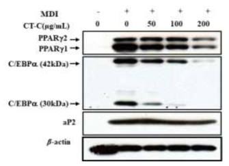 CTC inhibits the maturation of 3T3-L1 adipocytes