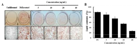 Effect of PMFs on 3T3-L1 preadipocyte differentiation