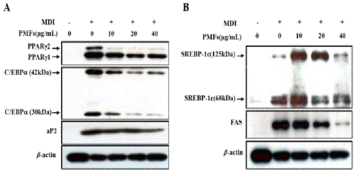 PMFs inhibits PPARr, C/EBPa, aP2, SREBP-1c and FAS expression in 3T3-L1 preadipocyte differentiation