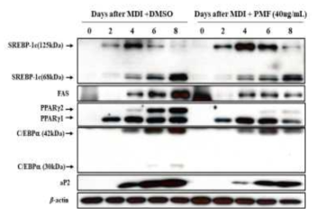 PMFs inhibits PPARr, C/EBPa, aP2, SREBP-1c and FAS expression during adipogenesis