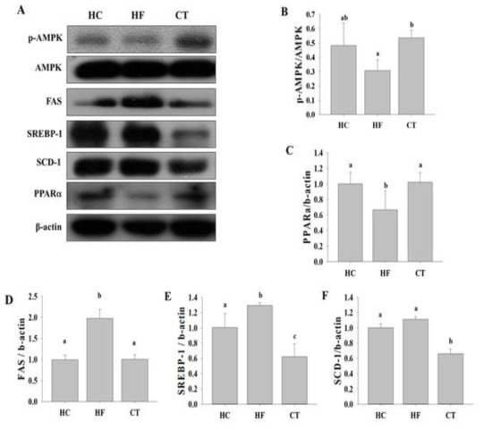 (A) Western blot analysis for proteins associated with lipid metabolism among groups. Relative expression levels of (B) AMPK, (C) PPARα, (D) SREBP-1, (E) FAS, and (F) SCD-1 were determined using densitometry. Results are expressed as the means ± SDs (n = 3). Different letters indicate significant difference (p <0.05). HC, 46% carbohydrate diet; HF, 60% fructose diet; CT, 60% fructose diet with C. trichotomum leaf extract (500 mg/kg of body weight)