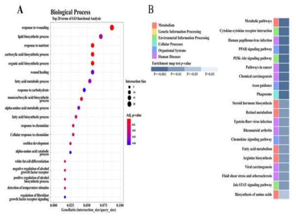 Effects of CT supplementation on liver transcriptome profiles in HF diet-fed rats. (A) Gene ontology (GO) analysis. Top 20 terms of GO function analysis in biological process are shown. (B) KEGG pathway analysis. Top 20 terms of KEGG pathway are shown. p value according to modified Fisher’s exact test