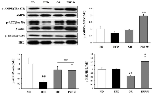 Effect of PRF on lipid metabolism related protein expressions regulation in epididymal adipose tissue in HFD induced obese mice. The expressions of p-AMPK, AMPK, p-ACC and β-actin were analyzed by Western blot analysis and the intensity of each band was measured using Image J. ND, normal diet; HFD, high-fat diet; OR, HFD + 15.6 mg of orlistat; PRF 50 and PRE 100 and PRE 200, HFD + 50, 100, 200 mg of PRF, respectively