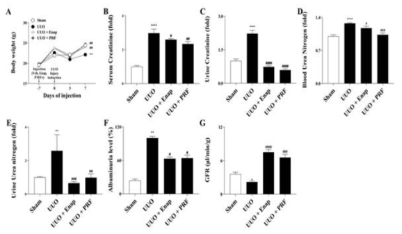 PRF improved gradual recovery and renal function in unilateral ureteral obstruction (UUO)-treated mice. (A) Body weight changes, (B) serum creatinine, (C) urine creatinine, (D) blood urea nitrogen, (E) urine urea nitrogen, (F) albuminuria excretion levels and (G) glomerular filtration rate (GFR). Data are presented as means ± SD (n = 7). * p < 0.05, ** p < 0.01, **** p < 0.0001 compared with the Sham group. # p < 0.05, ## p < 0.01, ### p < 0.001, #### p < 0.0001 compared with the UUO group