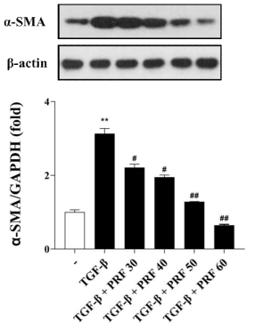TCMK-1 세포의 α-Smooth muscle actin 단백질 발현 분포