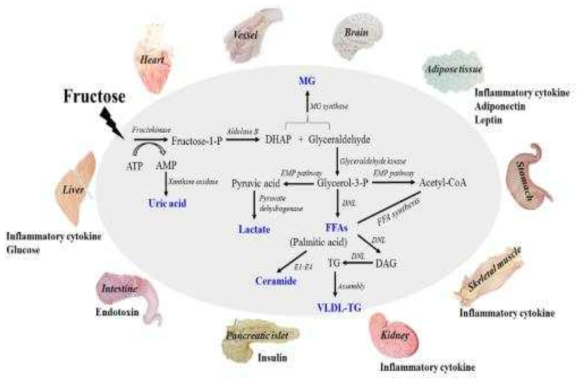 Fructose 분해과정 (Zhang et al., 2017)