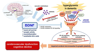 The role of BDNF and RAGE in diabetes induced dementia. (Pharmacol Res, 2020)