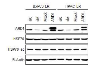 ARD1에 의한 HSP70 아세틸화