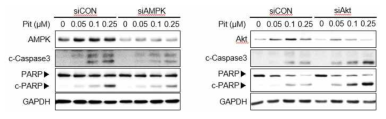 Pitavastatin은 AMPK/Akt 신호를 조절하여 apoptosis를 촉진