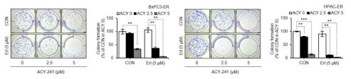 ACY-241와 erlotinib 병용처리에 의한 colony formation 감소