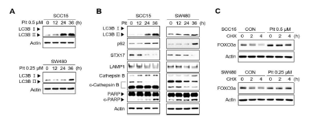 Pitavastatin에 의한 autophagy flux 차단과 FOXO3a 안정화