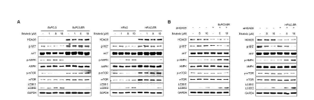 Erlotinib 내성에 있어 HDAC6의 역할