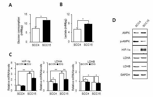 구강암 세포주 SCC15의 암세포 대사