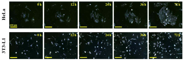 Label-free 소형 광학 시스템을 이용한 Cell division 실시간 모니터링 결과 이미지