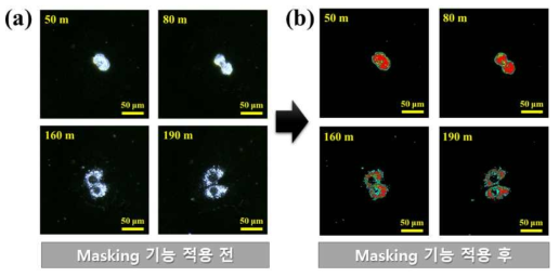 각 세포의 경계 및 분화를 식별할 수 있는 Masking strategy 적용 모습