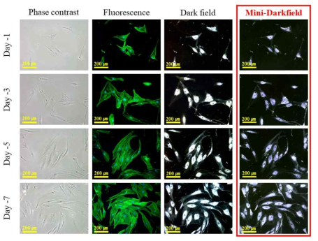 세포 분화 과정(7 days)에 대하여 기존 Bench-top 현미경을 이용하여 촬영한 이미지 및 소형 광학 시스템(Mini-Darkfield)으로 촬영한 이미지 결과 비교