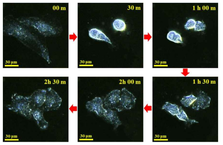 소형 광학 시스템(Mini-Darkfield)으로 촬영한 HeLa 신경세포 성장 및 분화 관찰 성능평가