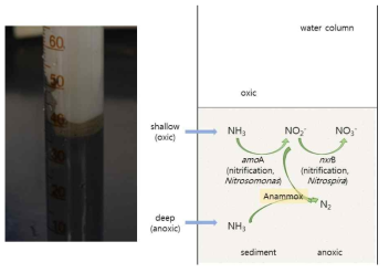 anammox와 질산화(nitrification) 세균의 서식환경 공존 모델. 논 토양과 같은 담수 퇴적토 환경에서 천부 퇴적토와 심부(~20cm) 퇴적토는 산화·환원(redox) 조건이 상이해 호기적 질산화세균과 혐기성 암모니아 산화세균(anammox)의 공존이 예측됨