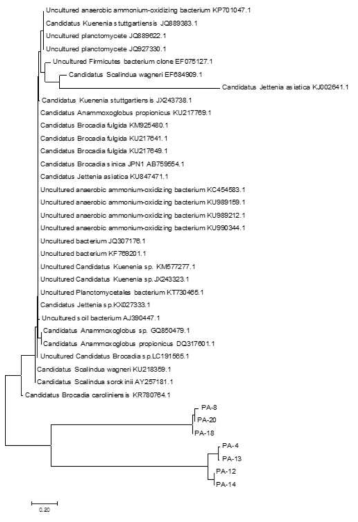 anammox 세균 클론 PA-4, PA-8, PA-12, PA-13, PA-14, PA-18, PA-20 16S rRNA 유전자의 neighbor-joining 계통발생수