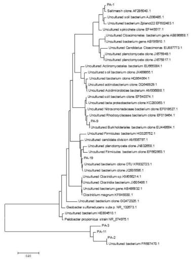 anammox 세균 클론 PA-1, PA-2, PA-3, PA-9, PA-11, PA-19 16S rRNA 유전자의 neighbor-joining 계통발생수