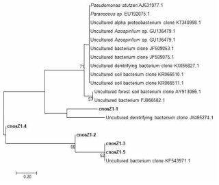 nosZ 유전자에 대한 neighbor-joining 계통수