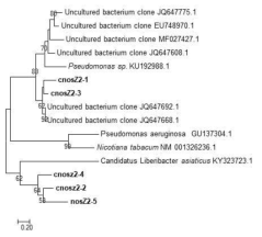 nosZ 유전자에 대한 neighbor-joining 계통수