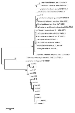 nxrB 유전자에 대한 neighbor-joining 계통수