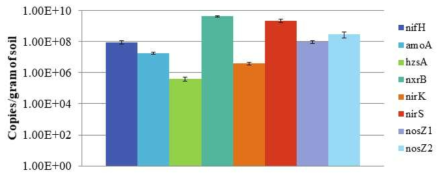 토양 내 질소순환 및 anammox 관련 유전자의 토양 g당 절대 copy수 비교
