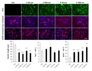 PS 미세플라스틱에 의한 신경줄기세포의 분화능 변화. PS 처리에 의해 신경줄기세포로부터 분화된 신경세포 (Tuj1+ cell)의 axon의 길이 감소와 성상교세포 (GFAP+ cell)의 비정상적 증가가 확인됨. C: carboxylated; P: plain