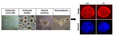 인간배아줄기세포를 이용하여 신경줄기세포 (neurosphere) 형성. 인간 배아 줄기세포에서 유래된 신경줄기세포에 PS 미세플라스틱을 처리한 실험군과 대조군에서 nestin 발현이 확인됨