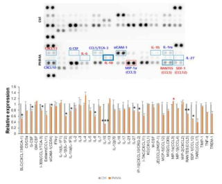 일차배양한 성상교세포에서 PMMA 나노플라스틱 처리에 의한 cytokine과 chemokine의 분비량 변화