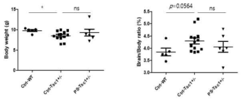 Tsc1+/- 뇌 발달장애 동물모델에서 PS 나노플라스틱 섭취에 의한 몸무게 및 뇌무게 변화