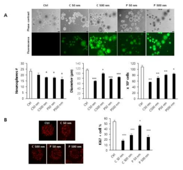 PS 미세플라스틱에 의한 신경줄기세포의 증식 저하. (A) PS 처리에 의해 신경줄기세포로 이루어진 neurosphere의 크기 및 수적 감소와 총 세포수의 감소가 확인됨 (B) PS 미세플라스틱 처리에 의해 neurosphere에 존재하는 Ki67+ 세포의 수적 감소가 확인됨. C: carboxylated; P: plain