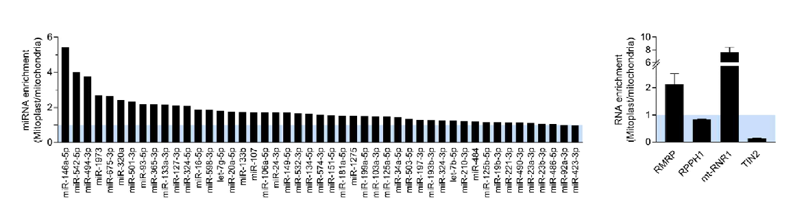기존에 알려진 mitoMiR에 대한 실험적 검증. 바이오인포메틱스 분석법을 활용하여 candidate mitoMiR를 선별하고, microRNA-specific RT-qPCR 분석법을 이용하여 실제 미토콘드리아로 이동하는(mitochondria 대비 mitoplast에서의 microRNA enrichment score를 계산함) microRNA들을 검증함