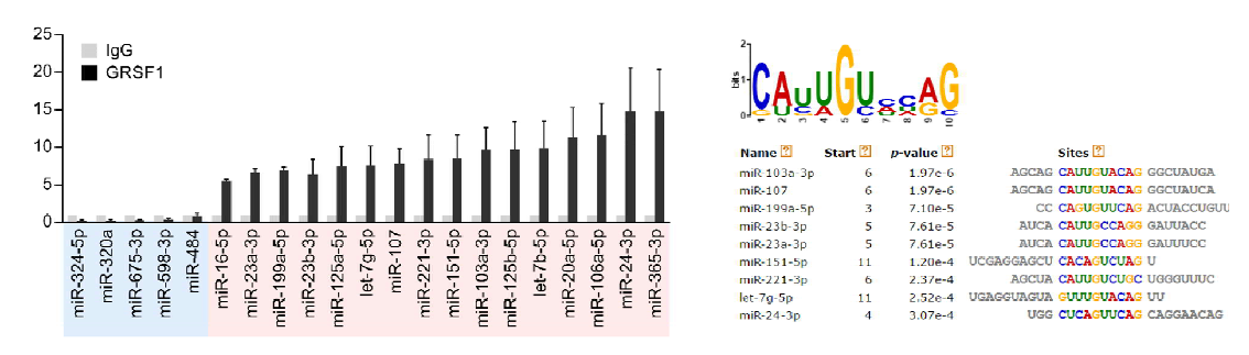 RNA 면역침전법(RNA immunoprecipitation) 및 정량적 역전사 PCR(RT-qPCR)를 이용하여 GRSF1과 결합하는 미토콘드리아 mRNA를 특정. 미토콘드리아 분획으로부터 표지된(C-말단에 FLAG 펩타이드를 포함하는) GRSF1 재조합 단백질의 epitope를 특이적으로 인식하는 항체를 사용, RNA immunoprecipitation (RIP)을 수행하고 미토콘드리아 안에서 GRSF1과 결합하는 microRNA들을 확인함(왼쪽). 이들 중 강한 결합력을 보이는 microRNA들에 대한 구조적 유사성 여부(in silico)를 분석함(오른쪽)