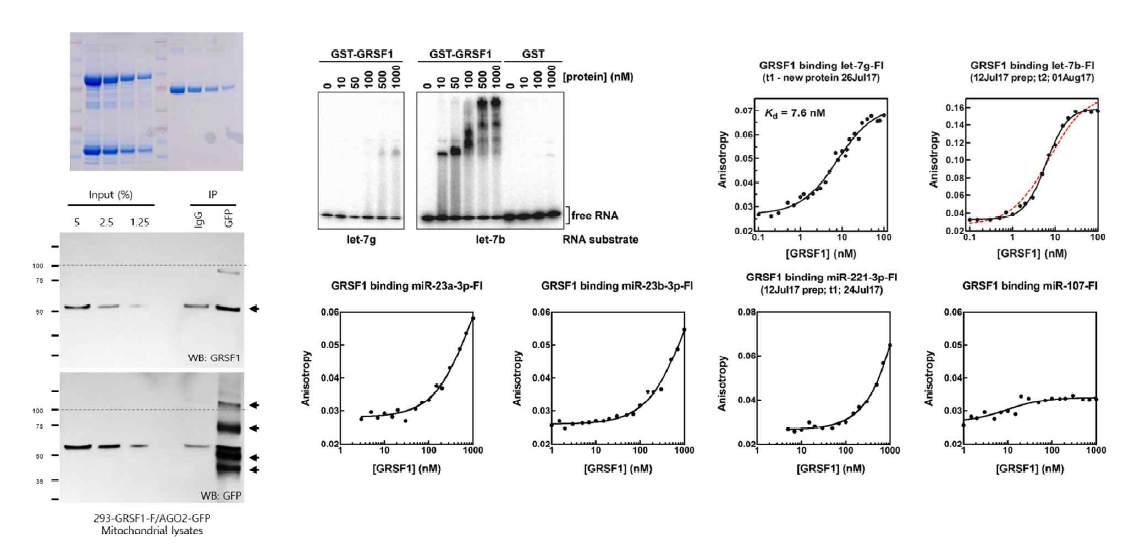 GRSF1 단백질과 결합하는 microRNA 검증. GRSF1 재조합 단백질(GRSF1-GST)을 합성하고(왼쪽), RNA EMSA(가운데)형광비등방성(fluorescence anisotropy) 분석법을 이용(오른쪽)하여 이전 실험결과로부터 GRSF1과 높은 결합력을 나타냈던(RIP assay) microRNA들의 GRSF1 단백질 결합 여부를 in vitro 상에서 검증함