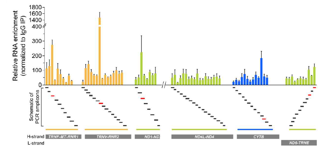 UV crosslinking-RNA 면역침전법(RNA immunoprecipitation) 및 정량적 역전사 PCR(RT-qPCR)를 이용하여 GRSF1과 결합하는 미토콘드리아 mRNA 특정. 미토콘드리아 내부에서 GRSF1 단백질과 결합하는 미토콘드리아 유래 mRNA(mitochondrial DNA-encoded mRNA) 및 알려진 비암호화 RNA를 검증함