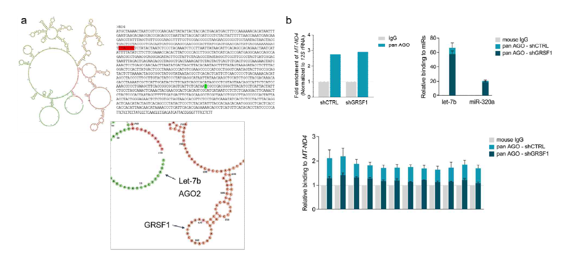 GRSF1 및 특정 mitoMiR (let-7b)와 결합하는 미토콘드리아 mRNA 확인. 미토콘드리아 내부에서 GRSF1 단백질과 결합하는 미토콘드리아 유래 mRNA(mitochondrial DNA-encoded mRNA)를 특정하고 RNA 인식 모티프(motif)와 구조를 예측함(왼쪽). GRSF1 발현이 억제(shGRSF1)된 세포주에서 미토콘드리아 타겟 mRNA와 AGO2 단백질 간의 결합 변화를 관찰함