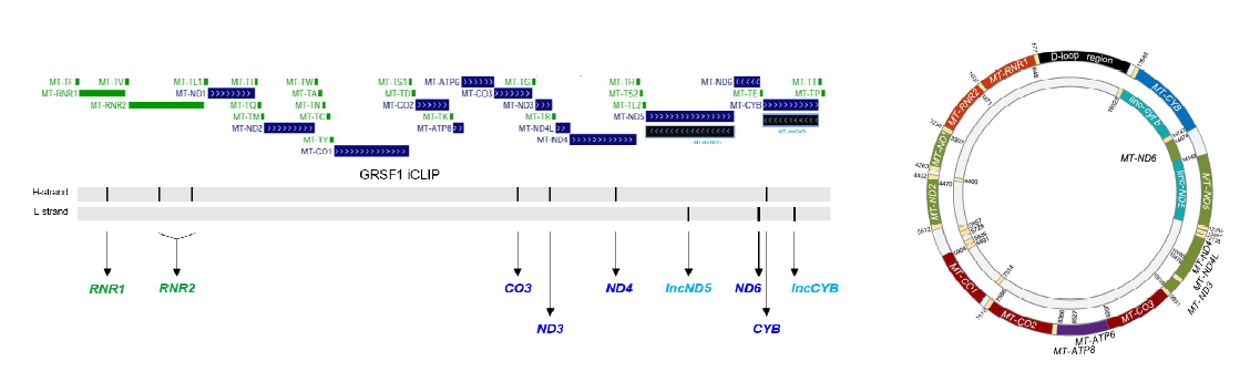 GRSF1 iCLIP 분석. cDNA 시퀀싱 결과 도출된 read 시퀀스를 미토콘드리아 genome에 정렬하고(왼쪽), 미토콘드리아 DNA 유래 RNA(전사체)에 대한 GRSF1 interaction map을 작성함(오른쪽)