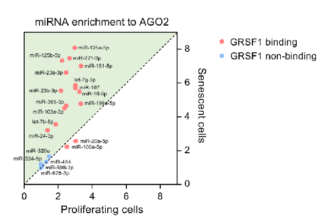 세포노화에 따른 microRNA의 AGO2 결합 변화(추가 달성). microRNA-AGO2 interaction 결과를 분석하여 각 mitoMiR가 세포노화 (senescence)에 따라 AGO2와 결합하는 정도(miRNA enrichment to AGO2)를 계산함. 세포노화 과정에서 AGO2와 결합이 증가하는 microRNA들은 대체적으로 GRSF1과의 결합 역시 증가한다는 사실을 확인함