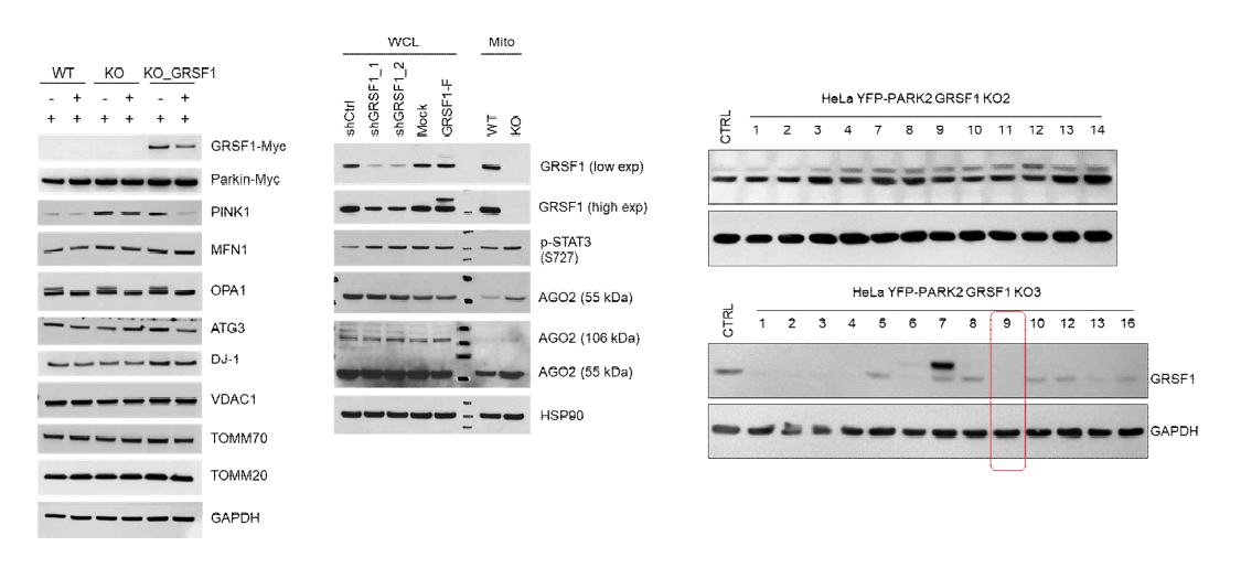 태아 신장 유래 293세포 (Human embryonic kidney 293[HEK293] cell) 및 자궁경부암 유래 세포주HeLa에서 lentivirus를 이용, GRSF1 결손 세포주, FLAG-tag으로 표지된 GRSF1 재조합 단백질 발현 세포주를 모두 확립(추가 달성)