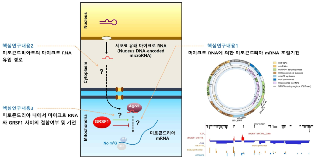 핵심연구내용을 바탕으로 한 연구의 추진체계 (연구로드맵). 세포핵 유래 마이크로 RNA가 미토콘드리아 단백질 GRSF1과의 상호작용으로 미토콘드리아 타겟 mRNA에 미치는 영향 및 그 조절기전을 분자 수준에서 연구함. 현재 보유하고 있는 GRSF1 iCLIP 데이터 활용으로 핵심연구의 결과 도출을 앞당김(오른쪽)