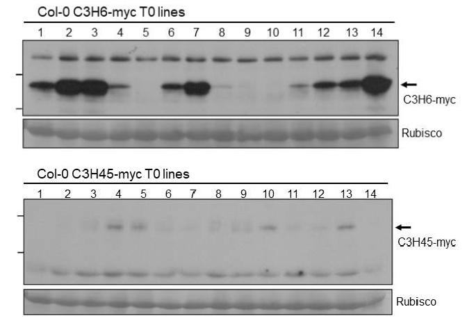 CCCH zinc finger 유전자의 myc epitope 발현 형질전환체 제작