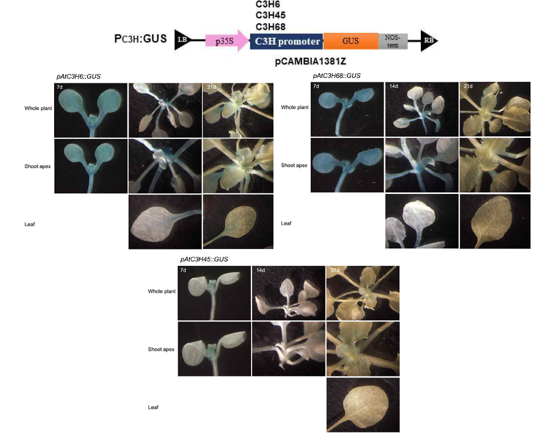 형질전환 애기장대 식물에서 AtC3H 프로모터-GUS 발현 패턴