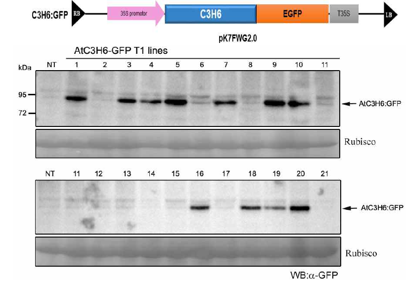 AtC3H6-GFP 단백질발현 벡터 제작 및 웨스턴 블롯 분석